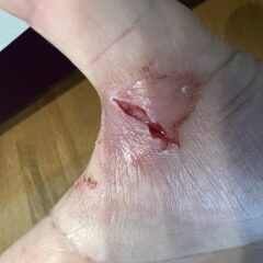 飼い犬に噛まれた!!「エイチの水応用編」