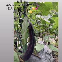 えいちの水で農業革命が起きてるぞ！！