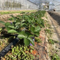 イチゴ　いちご　苺　