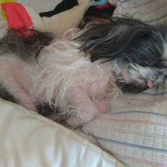 えいちのお風呂にワンちゃんを入れた結果😖😱