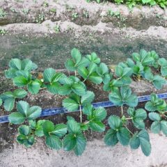 無農薬いちごのネーミング