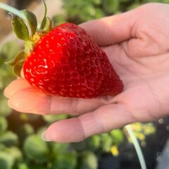 完全無農薬イチゴのご紹介