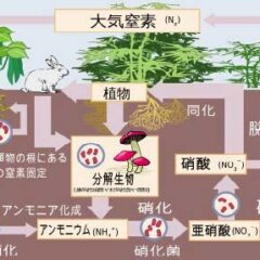 えいちの水農法が有効な理由