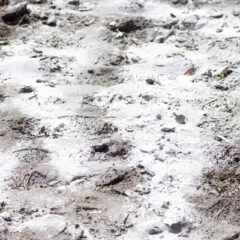 現代農業の問題点２