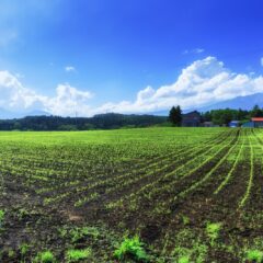 世界農業の限界