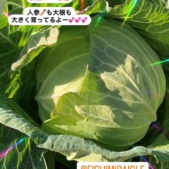 野菜って簡単に作れます(^▽^)/
