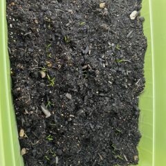 慧一の水だけで作るほうれん草