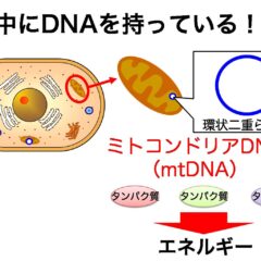 緊急配信　事実を知る　えいちの水