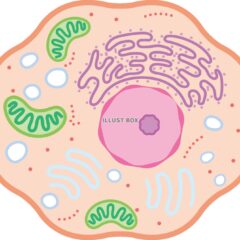 キャッチコピーは何がいいだろう・・・　慧一之水