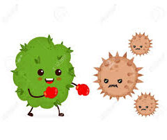 癌には明るさが必要③  慧一之水