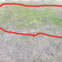 芝生が生える？！　慧一之水