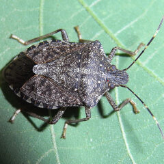トリプルの悲劇　慧一之水