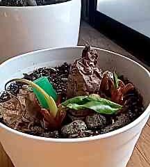 デリケートゾーンの『くすみ・乾燥』がなくなりました😲　慧一之水